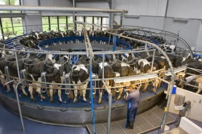 dairy cows, cramped conditions, vegan, animal cruelty