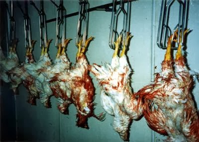 cruel factory farming of chickens go vegan
