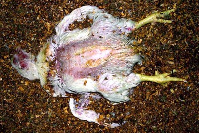 cruel dead chicken animal rights go vegan